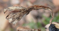 Cyrtanthus obliquus