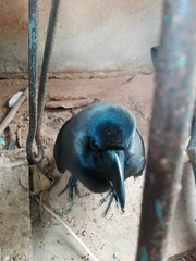 Corvus splendens protegatus