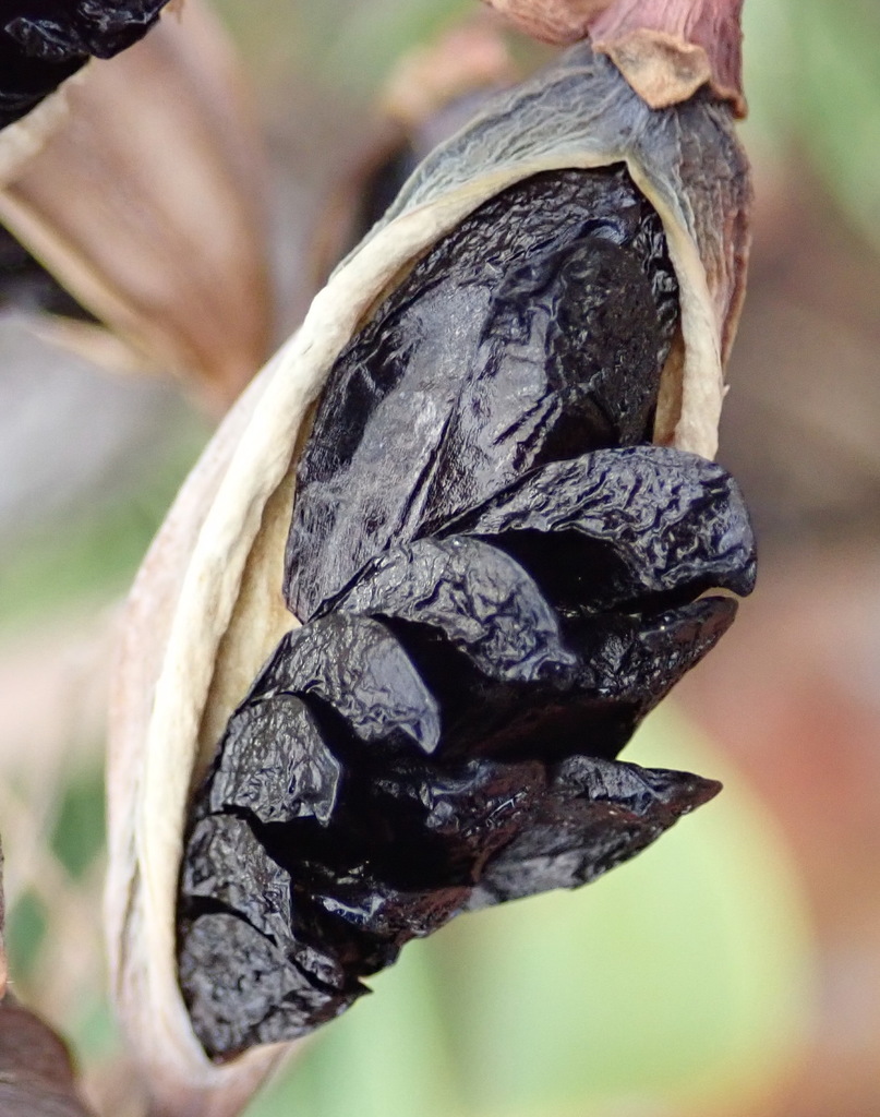 Cyrtanthus obliquus, Cacadu, ZA-EC, ZA