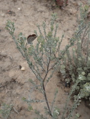 Pentzia dentata