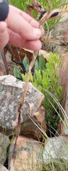 Cyrtanthus obliquus