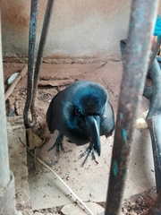 Corvus splendens protegatus