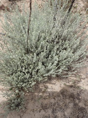 Pentzia dentata