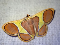 Plutodes cyclaria