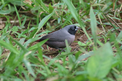 Lagonosticta larvata