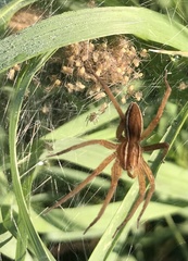 Dolomedes striatus