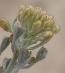 Pentzia dentata