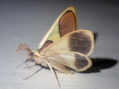 Plutodes cyclaria