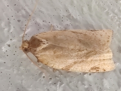 Paramesia gnomana