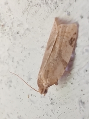 Paramesia gnomana