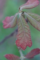 Dryocosmus floridensis