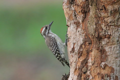 Chloropicus obsoletus