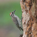 Brown-backed Woodpecker - Photo (c) Mathias D'haen, some rights reserved (CC BY-NC-ND), uploaded by Mathias D'haen