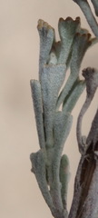 Pentzia dentata