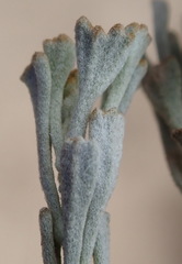 Pentzia dentata