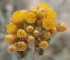 Pentzia dentata