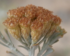 Pentzia dentata