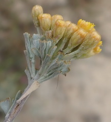 Pentzia dentata