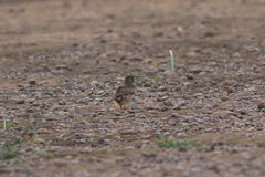 Mirafra rufocinnamomea