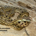 Zebra Snake - Photo (c) hossein_nabizadeh, some rights reserved (CC BY-NC)