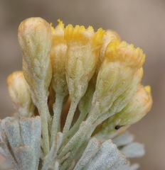 Pentzia dentata