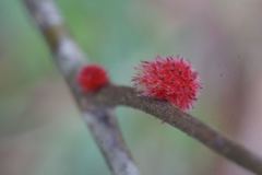 Dryocosmus floridensis