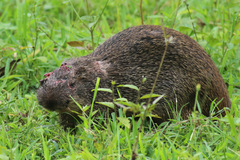 Thryonomys swinderianus