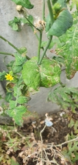 Sonchus oleraceus
