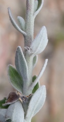 Senecio pauciflosculosus