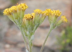 Senecio pauciflosculosus