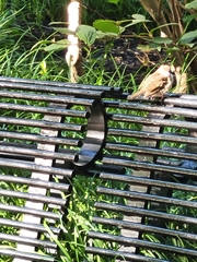 Passer domesticus domesticus