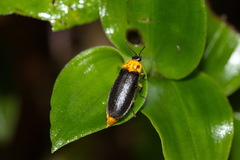 Abscondita cerata