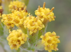 Senecio pauciflosculosus