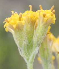 Senecio pauciflosculosus