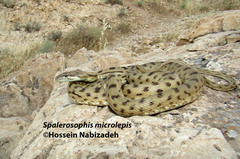 Spalerosophis microlepis
