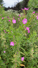 Epilobium hirsutum
