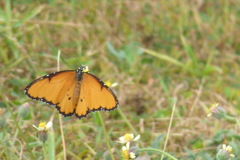 Danaus chrysippus dorippus