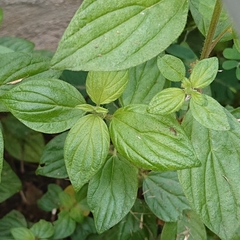 Pouzolzia