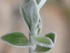 Senecio pauciflosculosus