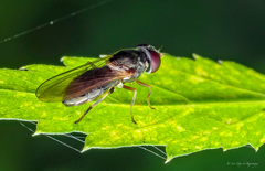Cheilosia pallipes