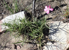 Dianthus basuticus fourcadei