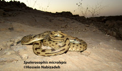 Spalerosophis microlepis