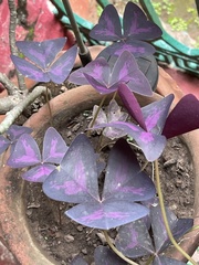 Oxalis triangularis