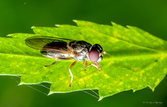 Cheilosia pallipes