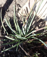 Dianthus basuticus fourcadei