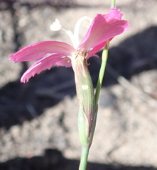 Dianthus basuticus fourcadei
