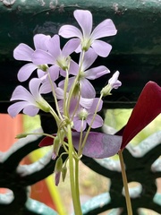 Oxalis triangularis