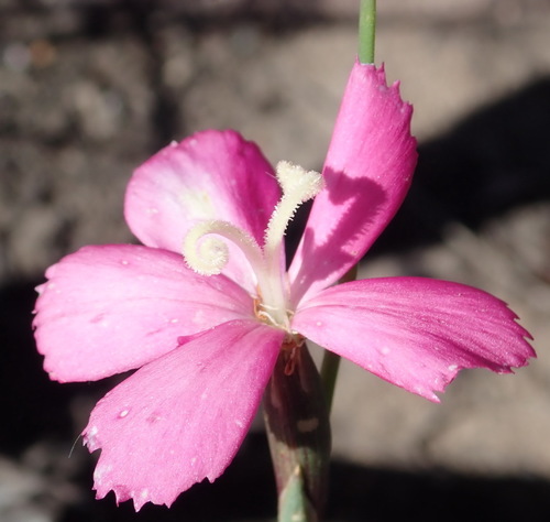 Image of Dianthus basuticus by (c) Nicola van Berkel, some rights reserved (CC BY-SA)