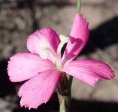 Dianthus basuticus fourcadei