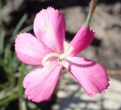 Dianthus basuticus fourcadei
